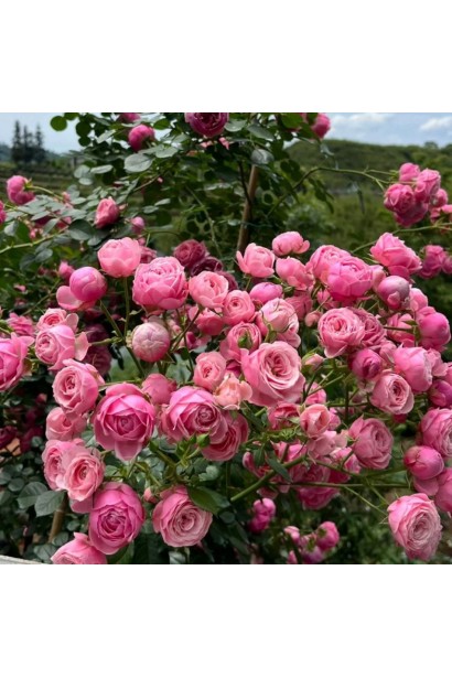 Троянда темно-рожева Помпонелла
